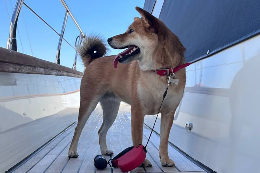 Можно ли взять на борт четвероногого друга